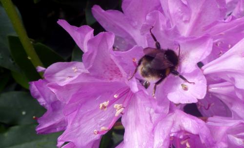 Some got out and about in the garden!