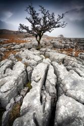 Twisselton Scar