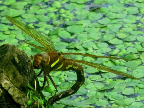 A common darter laying its eggs