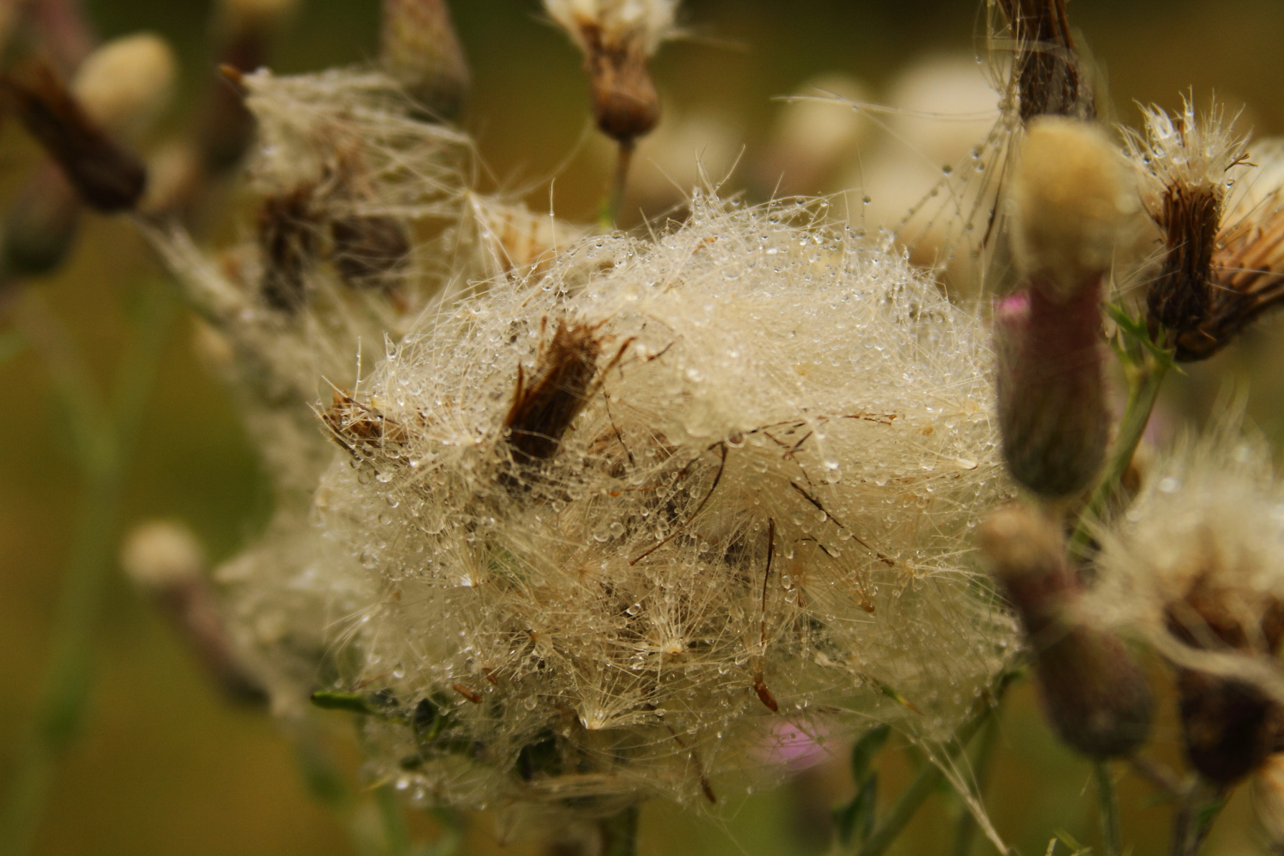 Lots of seeds