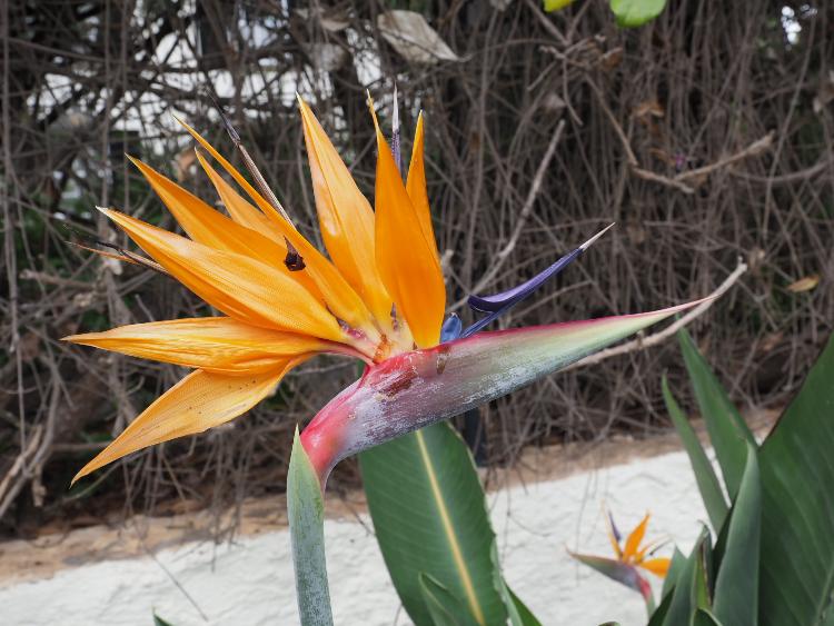 Bird of Paradise from Madeira