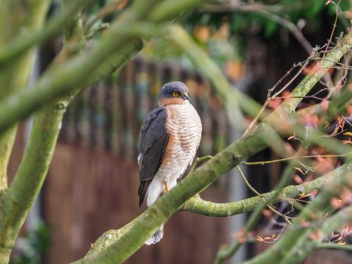 Sparrowhawk