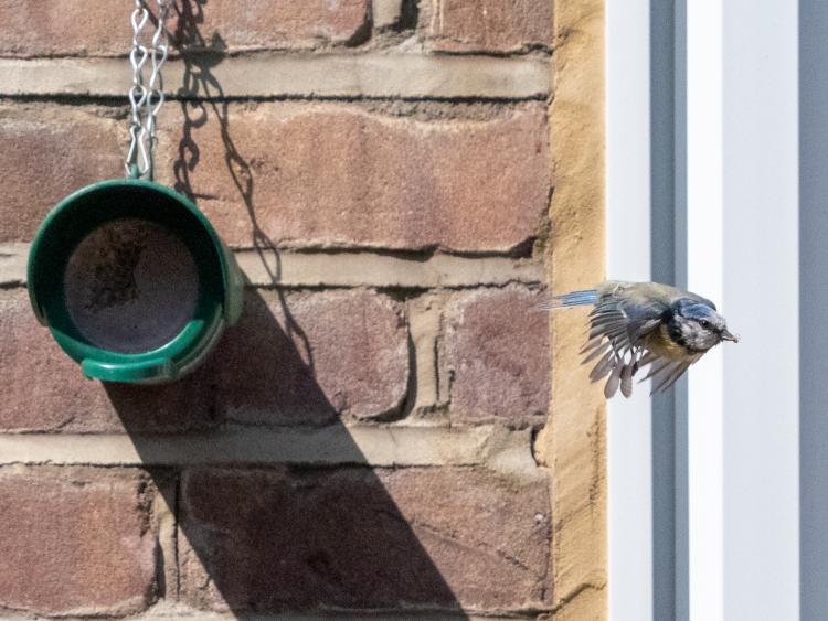 Blue Tit in Flight