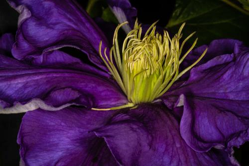 First clematis flower of the season.