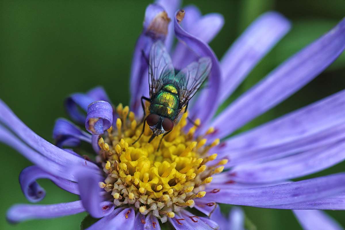 Blowfly on Daisy