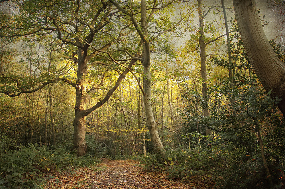 chislehurst woods