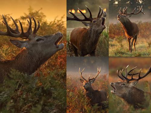 Red stags in Rutting Season