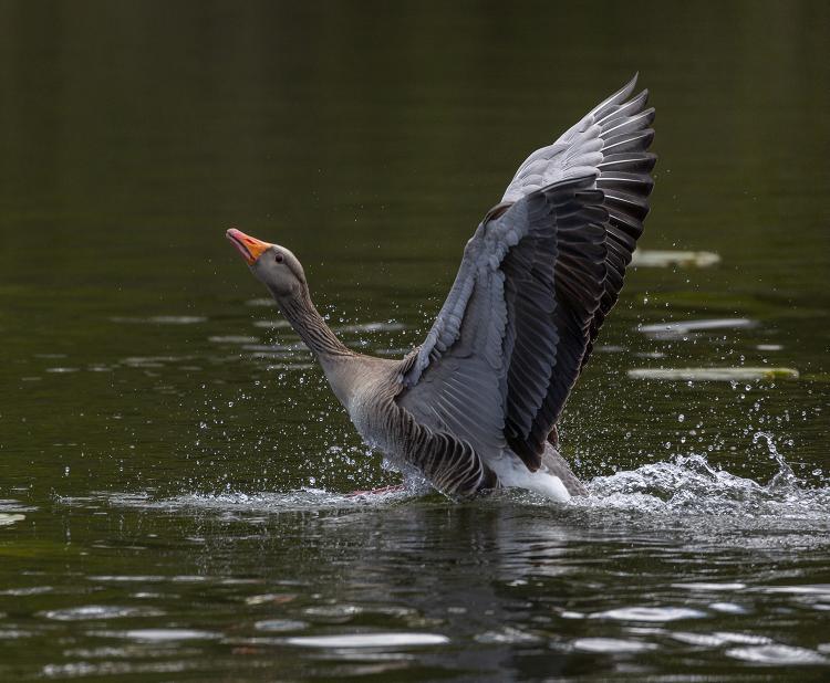 Greylag Goose