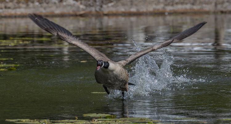 Canada Goose