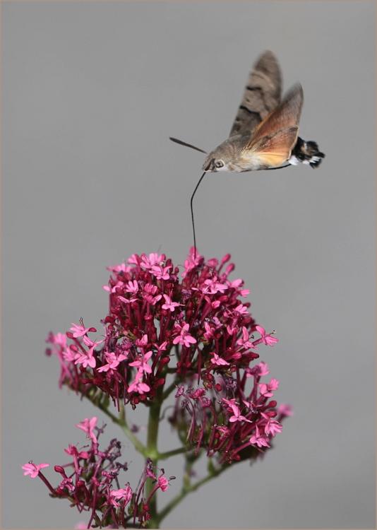 Humming-bird Hawk-moth