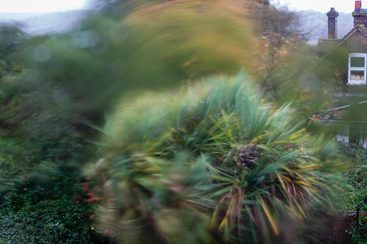 Trees blowing in the wind.